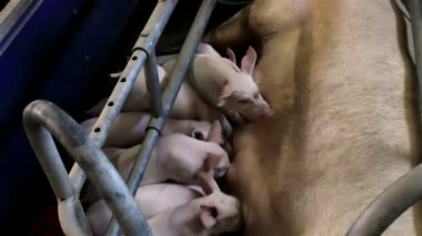 Domuz yavruları emme ekmek
