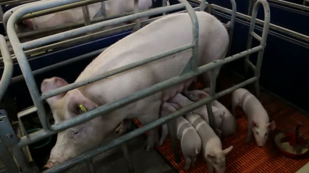 Female pigs and piglets — Stock Video