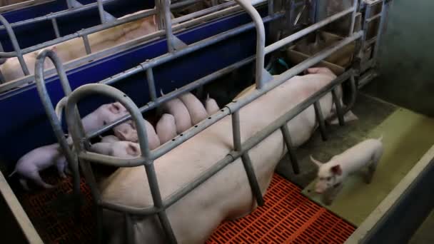 Свиньи на свиноферме — стоковое видео