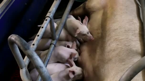 Piglets sucking sow — Stock Video