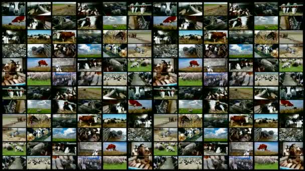 Cattle breeding-split screen — Stock Video