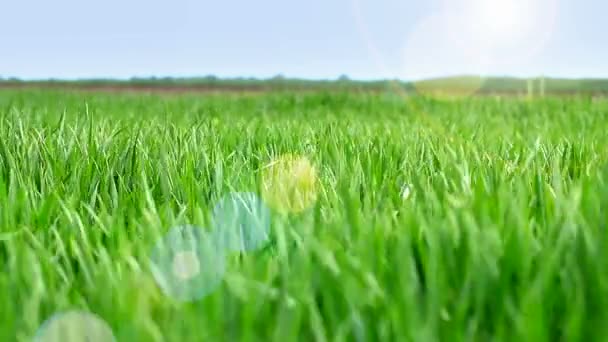 Пшеничная трава на весеннем ветру — стоковое видео
