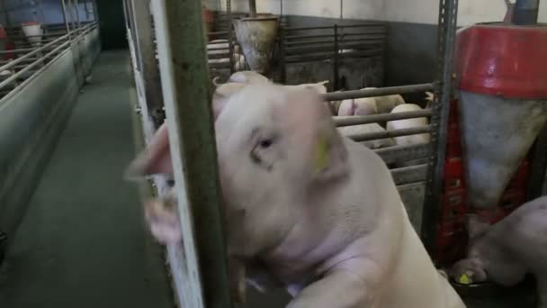 Mischievous hog on modern farm — Stock Video