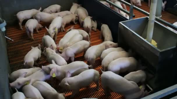 Breeding piglets — Stock Video