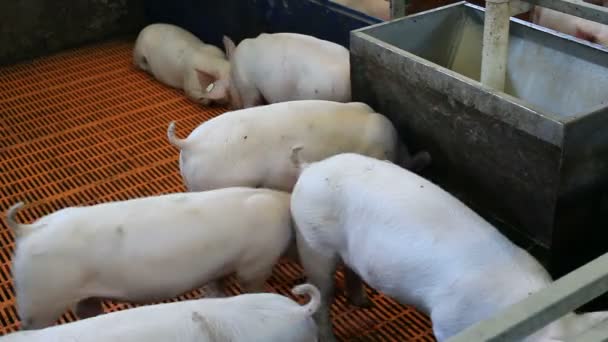 Piglets farm — Stock Video