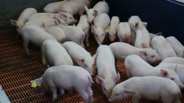 Fattening pigs in the pen — Stock Video