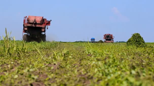 A mező alatt a borsó és a kombájnok — Stock videók