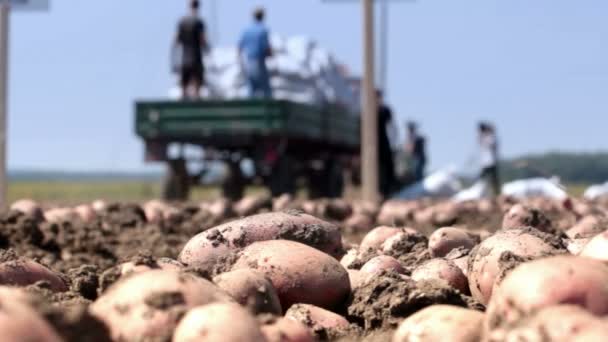 Cultivadores de legumes — Vídeo de Stock