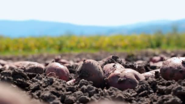 Pommes de terre crues en gros plan — Video