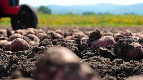 Campo con papa — Vídeos de Stock