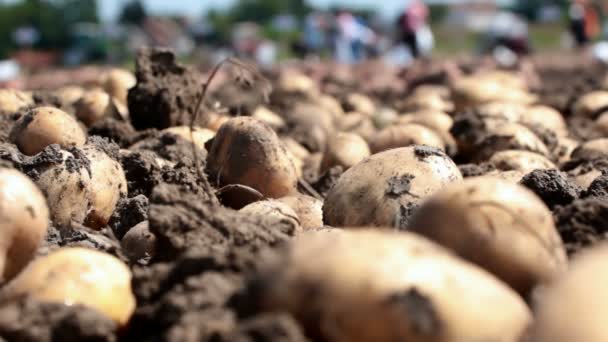 Patata cruda en el suelo — Vídeos de Stock