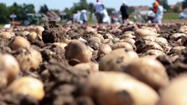Jordbruksarbete på fältet med potatis — Stockvideo
