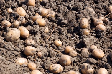 Ham patates yumrular