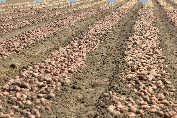 Campo de patatas — Foto de Stock