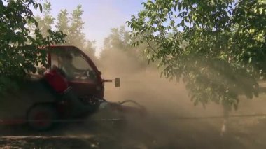 Meyve bahçesinde olgun ceviz meyveleri; büyük miktarda düşen fındık toplamak için modern tarım makinesi