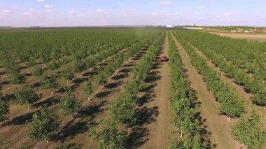 Ceviz tarlasının havadan görünüşü, ceviz hasadı sırasında tarlanın havadan görünüşü.