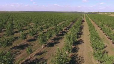 Modern Walnut Plantation hava görüntüsü; ceviz hasadı sırasında tarlanın havadan görünüşü