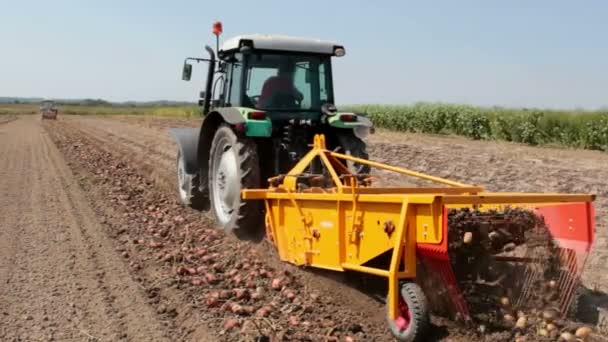 Aardappel digger in werking in het veld — Stockvideo