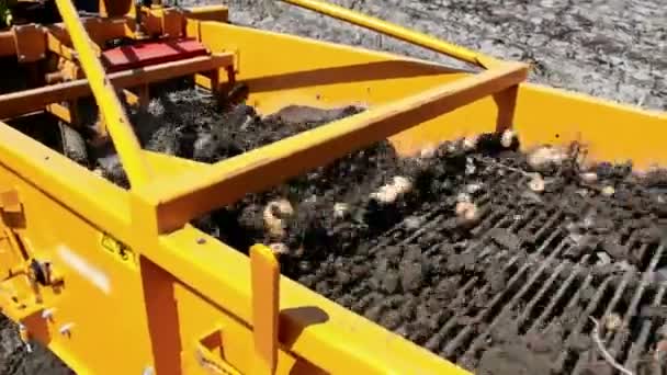 Quarrying of of raw potato out of the ground — Stock Video