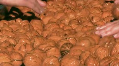 Cevizler işleme hazırlanıyor; işçiler bir taşıma bandında toplanmış ceviz seçiyorlar