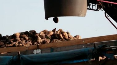 Şeker pancarı kamyon yükleme için rampa