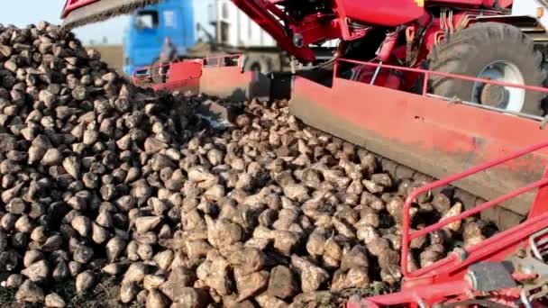 Macchine per il caricamento e la trasformazione della barbabietola da zucchero — Video Stock