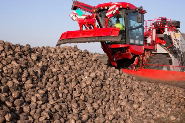 Suikerbieten en moderne landbouwmachines in een veld — Stockfoto