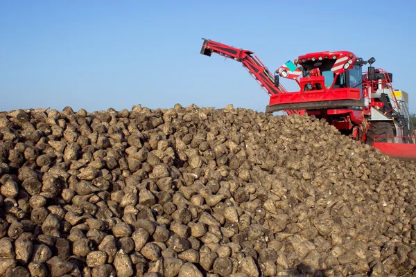 The harvest of sugar beet — Stock Photo, Image
