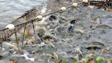 Üreme sazan balık çiftliği