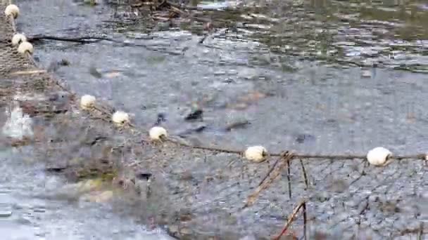 Peixe de captura na lagoa — Vídeo de Stock