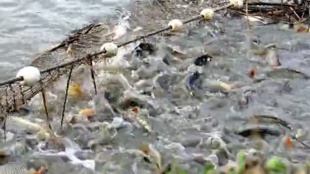 Granja de cría de peces de carpa — Vídeo de stock