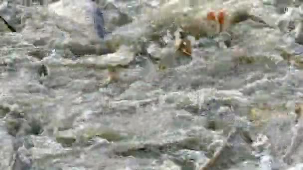 Granja de peces-Peces de agua dulce — Vídeos de Stock