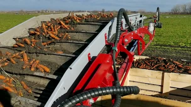 Ernte und Transport von frischen Bio-Karotten — Stockvideo