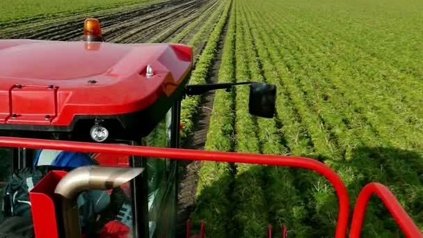 Campo sob cenouras e colheitadeira moderna — Vídeo de Stock