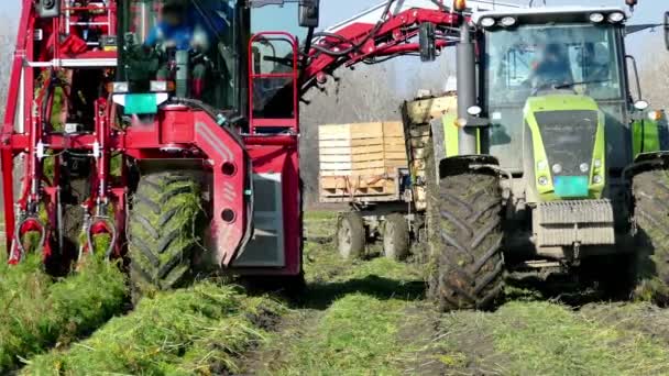 Mähdrescher und Traktor zur Ernte von Möhren — Stockvideo