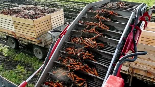 Rampa para cargar zanahorias en tractor-remolque — Vídeos de Stock