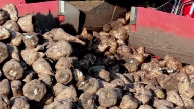 Şeker pancarı makinesi