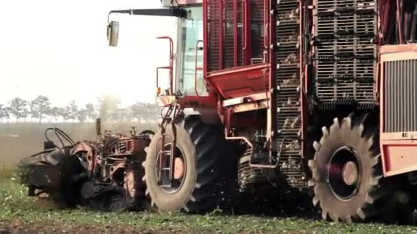 Colheita de beterraba sacarina — Vídeo de Stock