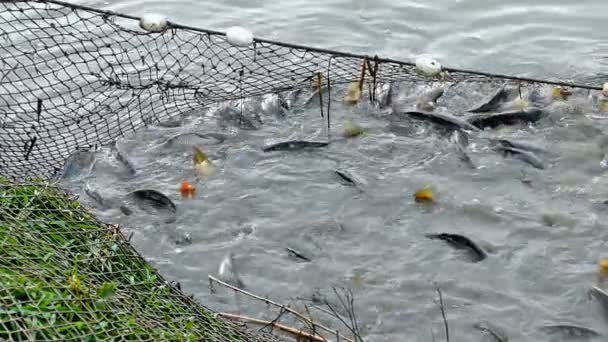 Red de pesca llena de peces — Vídeo de stock