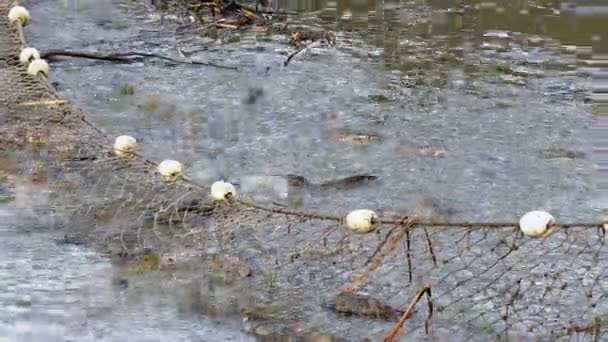 Peixe capturado na rede de pesca — Vídeo de Stock