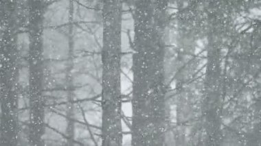 Kar fırtınasında orman