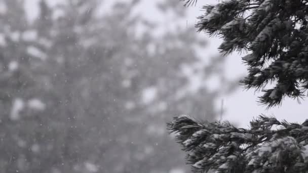 Caídas de nieve en el bosque de pinos — Vídeo de stock