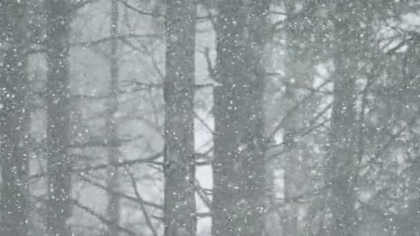 Snow blizzard i skogen — Stockvideo