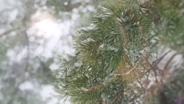 Idyll de invierno en un bosque de pinos — Vídeo de stock