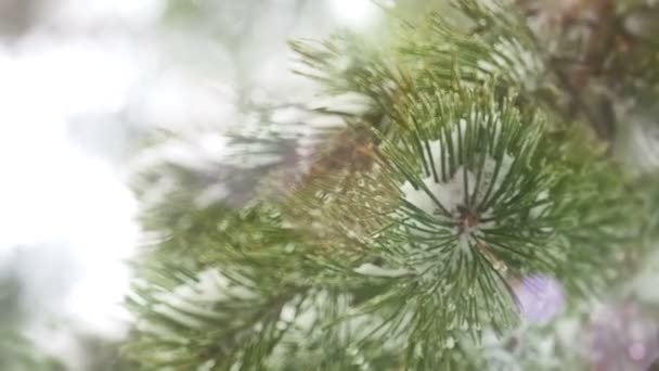 Maravillas de invierno en un bosque de pinos — Vídeo de stock