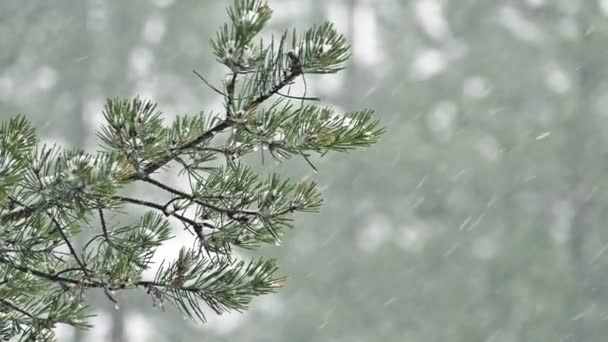 Nieve cayendo en rama de pino — Vídeo de stock