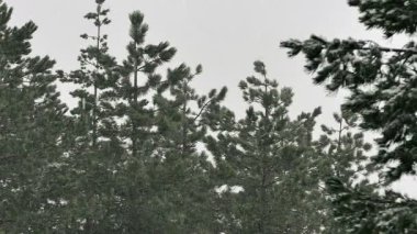 Dağda kar Falls Woods çam