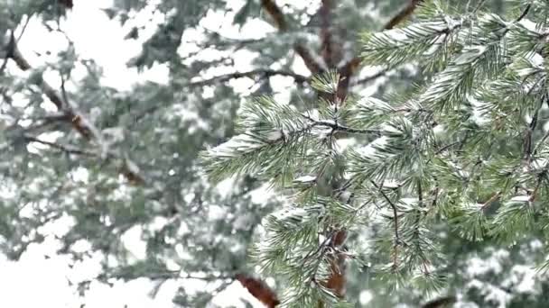 Bosque de pino y copos de nieve — Vídeo de stock