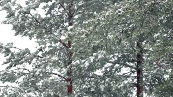 Tormenta de nieve en el bosque de montaña — Vídeo de stock