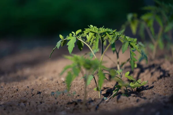 Green leaves of vegetable crops in the garden on the soil